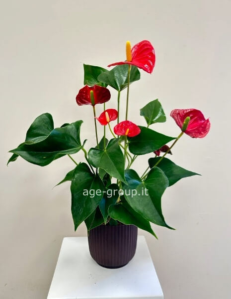 Pianta di anthurium
