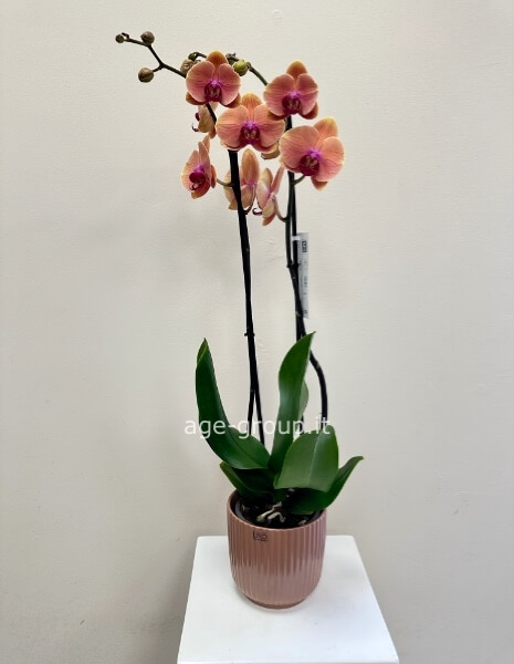 Orchidea phalenopsis