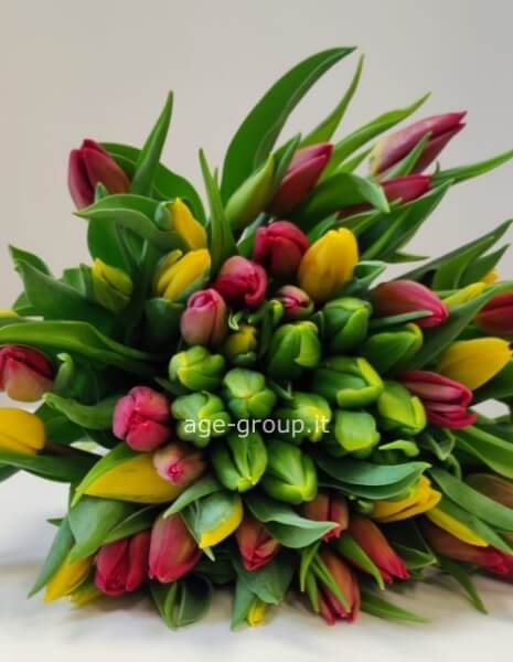Bouquet di tulipani misti