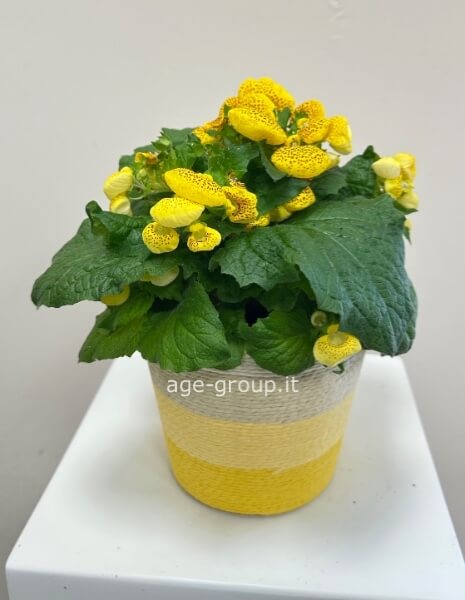 Begonia (Cacellaria)